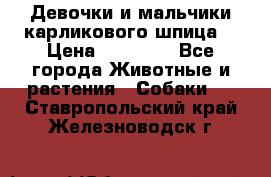 Девочки и мальчики карликового шпица  › Цена ­ 20 000 - Все города Животные и растения » Собаки   . Ставропольский край,Железноводск г.